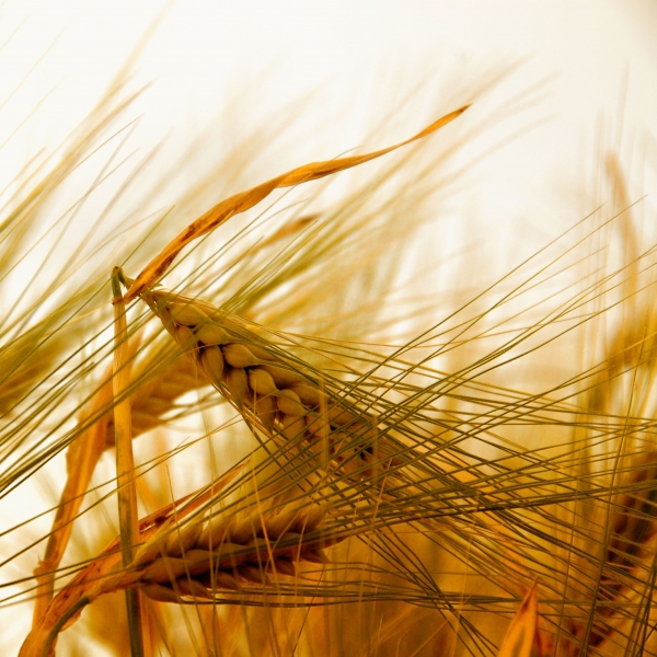 Creation of Blue Wheat: Step 1